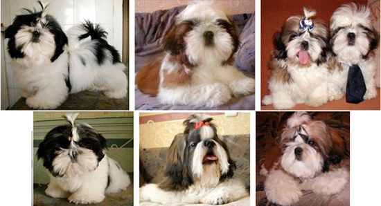 фото щенков ши-тцу